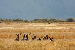 Mule deer bucks. Photo by US Fish & Wildlife Service, HQ via Flickr Creative Commons.